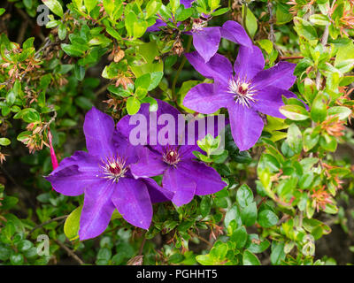 Grandi fiori viola del gruppo 2, ripetere la fioritura hardy scalatore, Clematis "Il Presidente" Grandi fiori viola del gruppo 2, ripetere la fioritura hardy scalatore, Clematis "Il Presidente"
