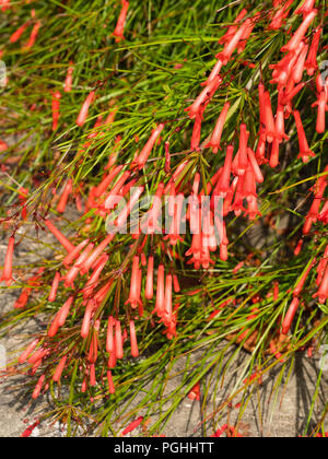 Tubolare di fiori rossi di sub-tropicali petardo impianto, Russelia equisetiformis Foto Stock