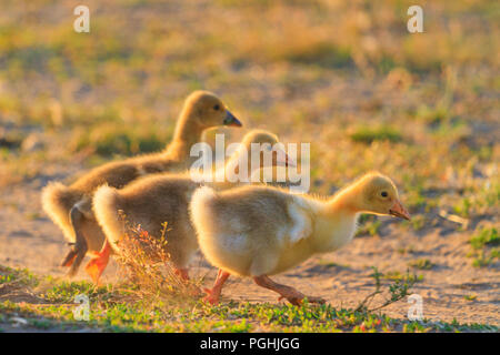 Tre goslings esegue una corsa al tramonto Foto Stock