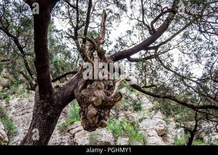 Giorno nella foresta di nador Foto Stock