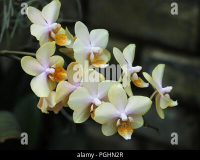 Il beige Phalaenopsis Orchid Foto Stock