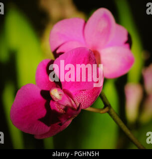 Fuchsia Orchid Foto Stock