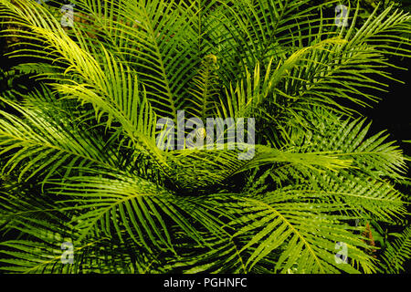 Silver Lady Fern Foto Stock