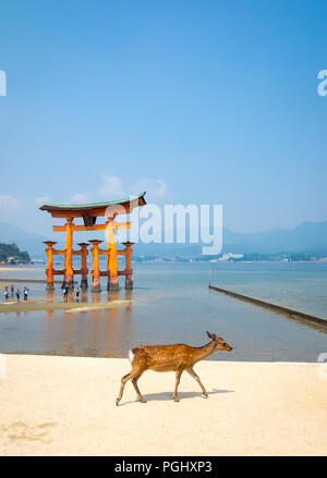 Una femmina di sika cervo (Cervus nippon) nella parte anteriore della floating gate torii al santuario di Itsukushima sull'isola di Miyajima, Prefettura di Hiroshima, Giappone. Foto Stock