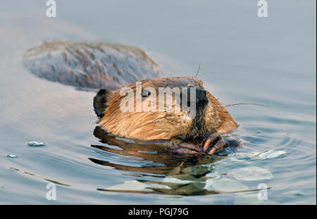 Un vicino l immagine di una selvaggia castoro (Castor canadensis); nuoto in beaver pond e alimentazione su foglie in Maxwell lago vicino a Hinton Alberta Canada Foto Stock