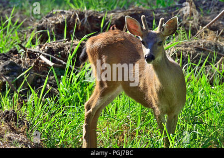 Un giovane nero-tailed deer buck (Odocoileus hemionus columbianus); ricerca di come egli feed su alcuni vegetazione verde sull'Isola di Vancouver British Columbia Foto Stock