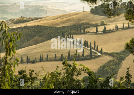 Una strada tortuosa foderato con alberi di cipro nelle colline toscane, Italia Foto Stock