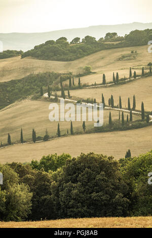 Una strada tortuosa foderato con alberi di cipro nelle colline toscane, Italia Foto Stock