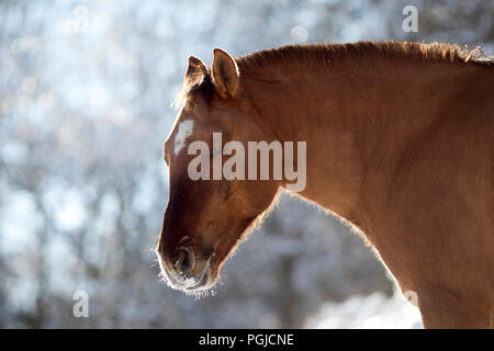 Razza di cavallo criollo in inverno paesaggio nevoso Foto Stock