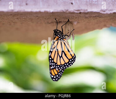 Una farfalla monarca, danaus plexippus, appena emergente dalla crisalide stadio appeso sotto un banco di calcestruzzo in un giardino in speculatore, NY USA Foto Stock