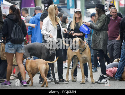 Vancouver, Canada. 26 Ago, 2018. Persone mettono insieme i loro cani per la strada mentre frequentano il "Pet-A-Palooza' evento in Vancouver, Canada, e il agosto 26, 2018. Circa 20.000 gli amanti del cane ha partecipato l'annuale "Pet-A-Palooza' evento qui Domenica. L'evento ha permesso gli amanti degli animali per condividere la gioia e l'esperienza con i loro animali domestici attraverso diverse attività. Credito: Liang Sen/Xinhua/Alamy Live News Foto Stock