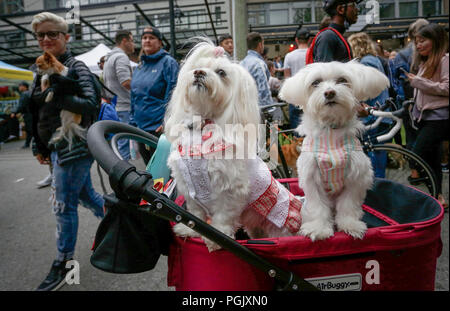 Vancouver, Canada. 26 Ago, 2018. I cani sono vestite con abiti mentre frequentano il "Pet-A-Palooza' evento in Vancouver, Canada, e il agosto 26, 2018. Circa 20.000 gli amanti del cane ha partecipato l'annuale "Pet-A-Palooza' evento qui Domenica. L'evento ha permesso gli amanti degli animali per condividere la gioia e l'esperienza con i loro animali domestici attraverso diverse attività. Credito: Liang Sen/Xinhua/Alamy Live News Foto Stock