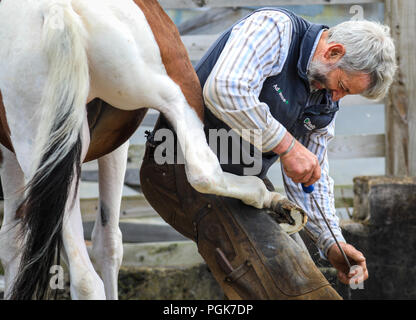 Ballycastle, Irlanda del Nord. Lunedì 27 Agosto, 2018. Un maniscalco in un duro lavoro di rifilatura di bilanciamento e gli zoccoli dei cavalli al Ould Lammas Fair a Ballycastle Il Ould Lammas Fair è la fiera più antica in Irlanda. La parola Lammas proviene dal "pane" di massa - tradizionalmente il pane cotto dal primo dei grani di autunno sono stati posti sulla chiesa altera. SSince del XVII secolo, a cavallo dei commercianti si sono riversati alla fiera per comprare e vendere gli animali, una tradizione Credito: Graham servizio/Alamy Live News Foto Stock