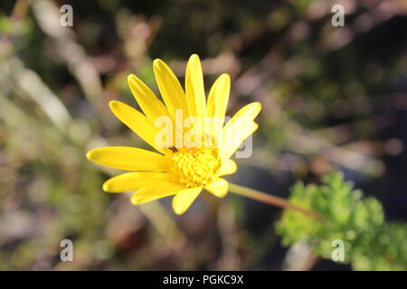 Piccolo bug hanno qualche pranzo Foto Stock