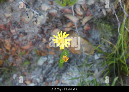 Piccolo bug hanno qualche pranzo Foto Stock