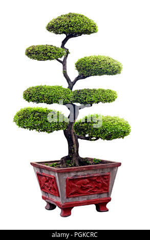 Albero di Bonsai isolato su bianco Foto Stock