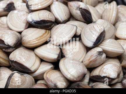 Di vongole fresche in un mercato in Vietnam Foto Stock