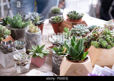 Vari tipi di mini cactus,zebra impianto ,echeveria succulente sul mercato Foto Stock