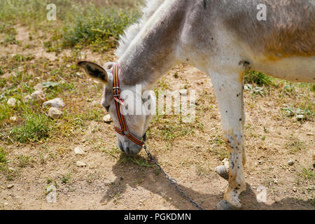 Asinello bianco (asinus in latino) è il pascolo Foto Stock