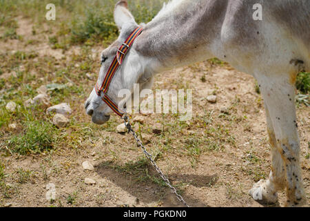 Testardo asinello bianco (asinus in latino) Foto Stock