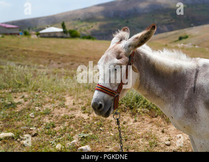 Asinello bianco (asinus in latino) è il sonno, in appoggio ma molte mosche intorno e disturbare lui Foto Stock