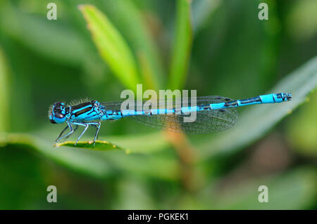 Maschio maturo damselfly meridionale a riposo Foto Stock