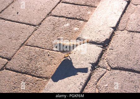 Piccolo passero in cerca di cibo sul marciapiede Foto Stock