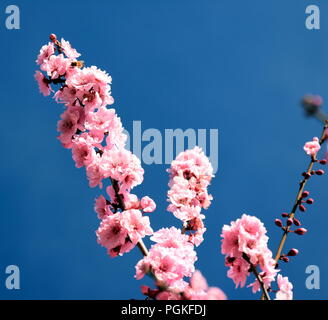 Fiori di Ciliegio fioritura in primavera. Rosa fiori di ciliegio in piena fioritura. Giapponese Sakura la fioritura dei ciliegi nel giardino botanico. Foto Stock