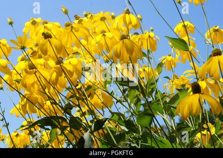 Rudbeckia laciniata jaune, giallo rudbeckia laciniata, Rudbeckia laciniata gelb, Rudbeckia laciniata amarillo, giallo coneflowers, gli occhi neri susan Foto Stock