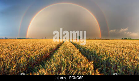 Rainbow su campo di grano, panorama Foto Stock