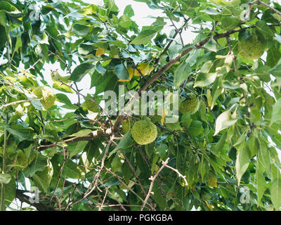 Frutta verde di maclura pomifera osage orange, cavallo apple, Adam's Apple a crescere nel selvaggio su albero. Maclura frutta utilizzata nella medicina alternativa, in particul Foto Stock