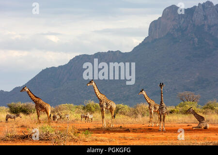 Giraffa e Zebra Tsavo ovest del Parco Nazionale Foto Stock