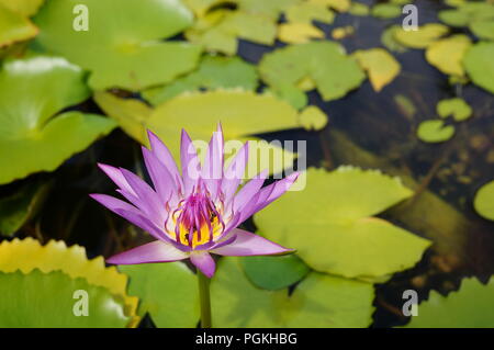 La Lotus (Nelumbo nucifera) simboleggia la purezza, bellezza e maestà, la grazia, la fertilità, ricchezza, ricchezza, conoscenza e serenità. Foto Stock