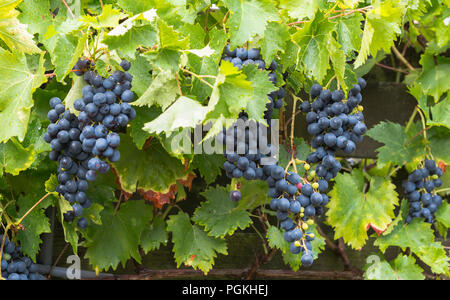 Grandi grappoli di uve blu appendere pronto per essere prelevato per il succo di uve o di vino rosso Foto Stock