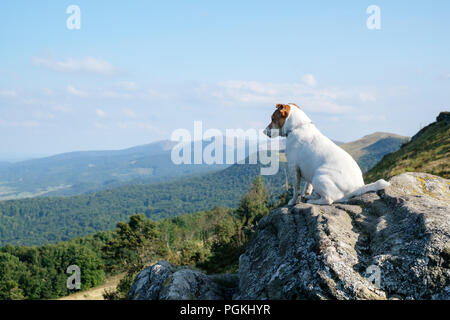 Alone bianco dog sitter su roccia Foto Stock