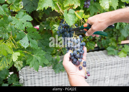 Donna impegnata nella raccolta e taglio dei grappoli di uva blu per lo scopo di rendere di succhi di uve o di vino rosso Foto Stock