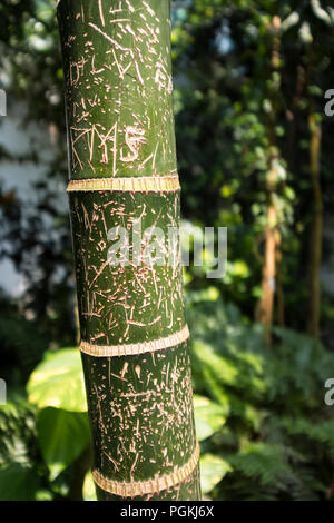 Graffiti tagliato nella struttura ad albero di bambù Foto Stock