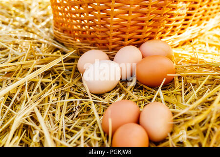 In casa le uova di gallina in mangiatoia Foto Stock