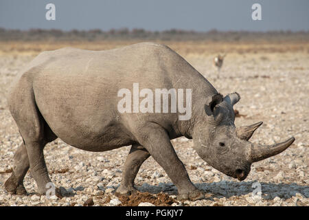 Vista laterale del rinoceronte nero o gancio a labbro rinoceronte - Diceros simum - vicino al fiume in Etosha, Namibia. Foto Stock
