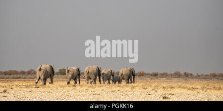 Vista posteriore di un allevamento allevamento di elefante africano - Loxodonta africana - con la voce dei giovani in tutta la pianura di Etosha, Namibia. Foto Stock