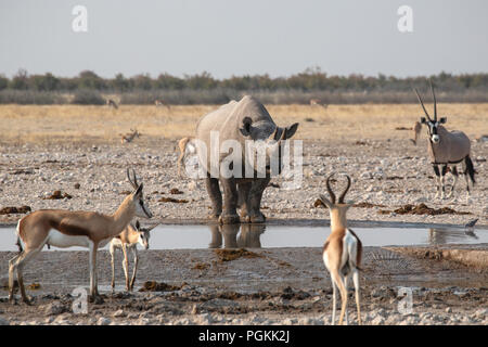 Il rinoceronte nero o gancio a labbro rinoceronte - Diceros simum - bere a waterhole con springbok e oryx guardando, in Etosha, Namibia. Foto Stock