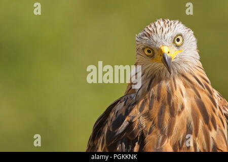 Il Nibbio reale (Milvus milvus) raptor ritratto. Il Nibbio reale è un medio-grande rapace nella famiglia Accipitridae. Preso in Izco (Paese Basco. Foto Stock