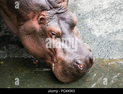 Hippopotamus amphibius o ippona acqua potabile capo close-up Foto Stock