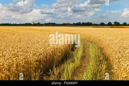 Il sentiero attraverso il campo di grano e minster sull orizzonte durante il periodo di siccità in estate a Beverley, Yorkshire, Regno Unito. Foto Stock