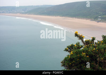 Gorse Bush con Putsborough e Woolacombe Beach nella Baia di morte da nappe scogliera a sud ovest via costiera nel Devon, Inghilterra, Regno Unito. Foto Stock