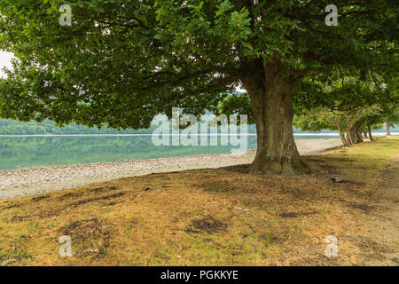 Una immagine di una possente quercia accanto a una bassa Coniston Water a causa di una lunga e calda estate britannica, Coniston Water, Lake District, Cumbria, Inghilterra, Regno Unito. Foto Stock