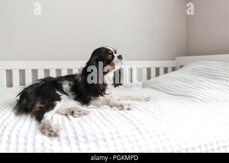 Carino cavalier spaniel giacente sul letto Foto Stock