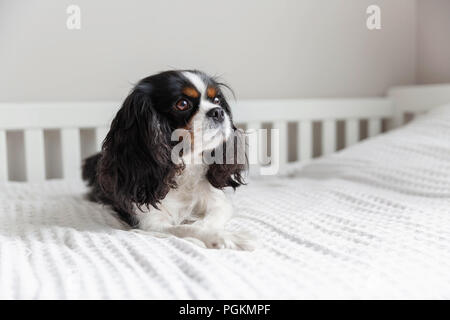 Carino cavalier spaniel giacente sul letto Foto Stock