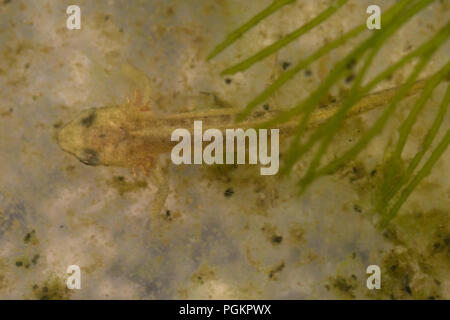 Newt liscia, anche chiamato Newt comune (Lissotriton vulgaris), giovane eft con esterno branchie in un laghetto in giardino Foto Stock