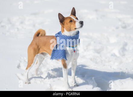 Coppia Basenji cane in piedi su una neve fresca e guardando in alto Foto Stock